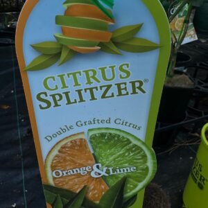Lime-and-Orage-Citrus-Splitzer-Garden-View-Nursery