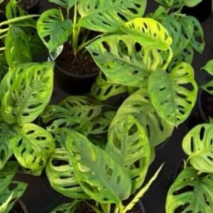 Monstera-Lechleriana-Garden-View-Nursery