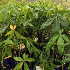 Pachira-Glabra-Malabar-Chestnut