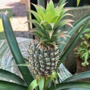 Pineapple-Ananas-comosus-Garden-View-Nursery