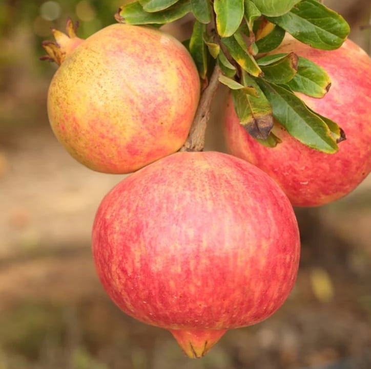 Pomegranate-Elche-Garden-view-Nursery