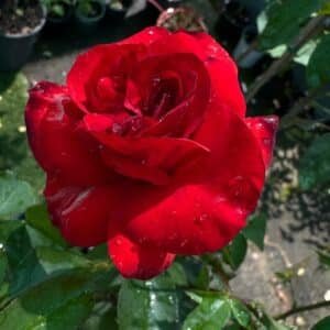Rose-Satchmo-Garden-View-Nursery