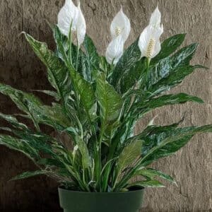 SPATHIPHYLLUM-DOMINO-Garden-View-Nursery