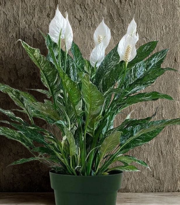 SPATHIPHYLLUM-DOMINO-Garden-View-Nursery