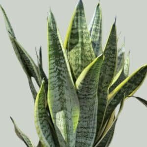 Sansevieria-Trifasciata-Superba-Garden-View-Nursery