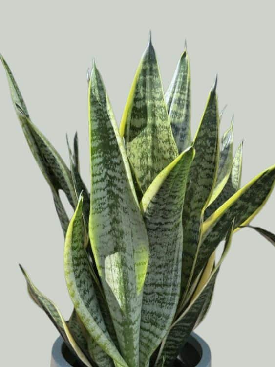 Sansevieria-Trifasciata-Superba-Garden-View-Nursery