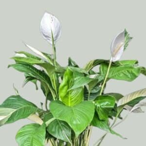 Spathiphyllum-Picasso-Peace-Lily-Garden-View-Nursery