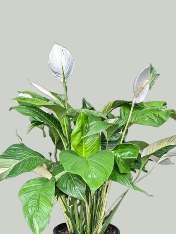 Spathiphyllum-Picasso-Peace-Lily-Garden-View-Nursery