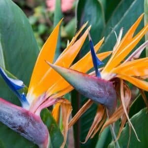 Strelitzia-Reginae-Bird-of-Paradise-Garden-View-Nursery