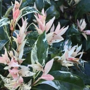 TRACHELOSPERMUM-TRICOLOR-JASMINE-Garden-view-Nursery