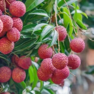 lychees-Garden-View-Nursery