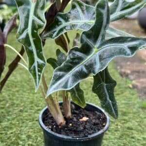 ALOCASIA-SANDERIANA-NOBILIS-Garden-View-Nursery