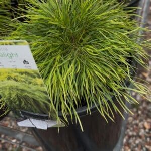 Acacia-Cognata-Limelight-Garden-View-Nursery