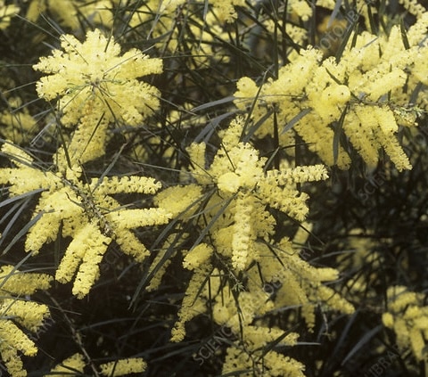 Acacia-Floribunda-Garden-View-Nursery