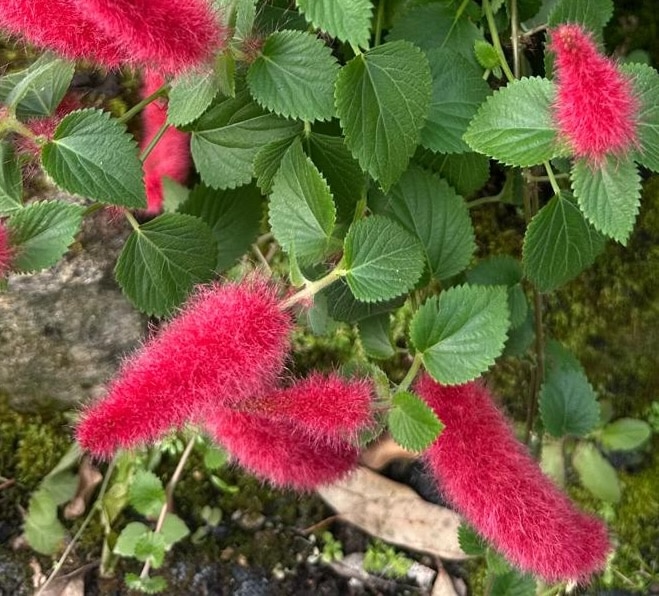 Acalypha-Chamaedrifolia-Garden-View-Nursery