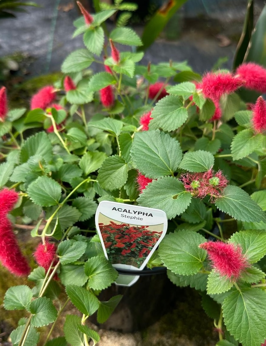 Acalypha-Chamaedrifolia-Garden-View-Nursery