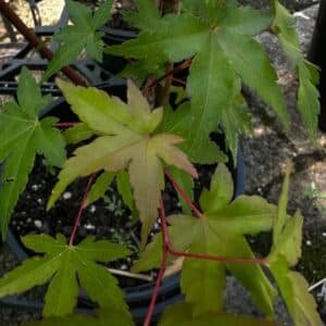 Acer-palmatum-Thumbelina-Garden-View-Nursery