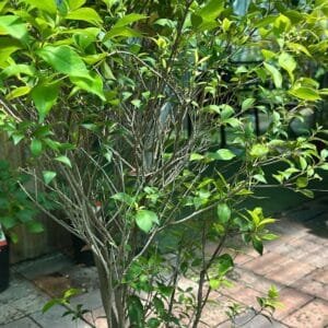 Acmena-Smithii-Minor-Dwarf-Lilly-Pilly-Garden-View-Nursery