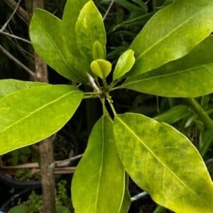 Acronychia-Imperforata-Garden-View-Nursery