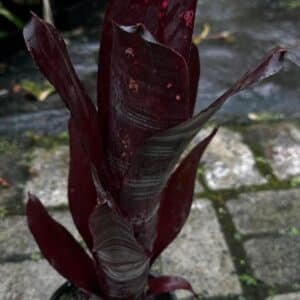 Aechmea-Fasciata-Red-Form-Garden-View-Nursery
