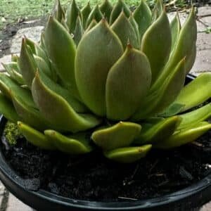 Aeonium-Arboreum-Assorted-Garden-View-Nursery