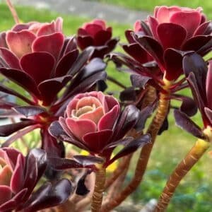 Aeonium-Atropurpureum-Garden-View-Nursery