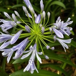 Agapanthus-Orientalis-Blue-Garden-View-Nursery