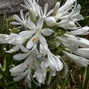 Agapanthus-Orientalis-White-Garden-View-Nursery