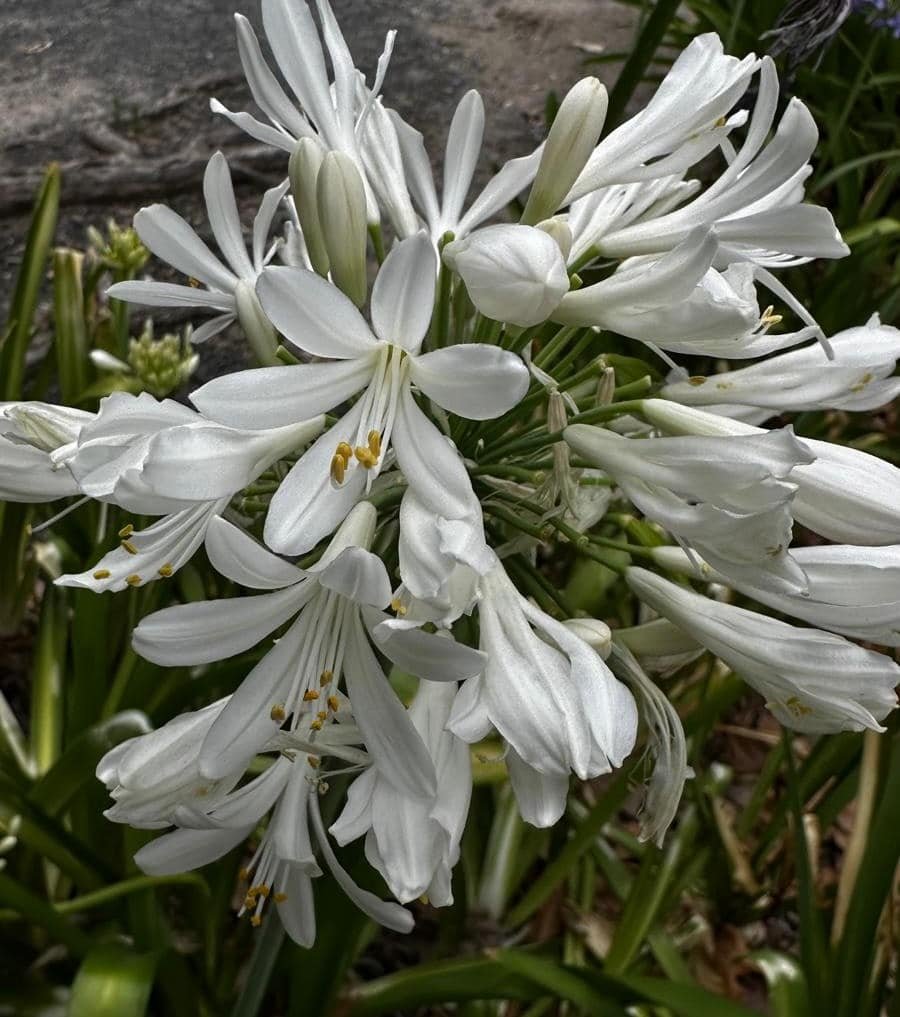 Agapanthus-Orientalis-White-Garden-View-Nursery
