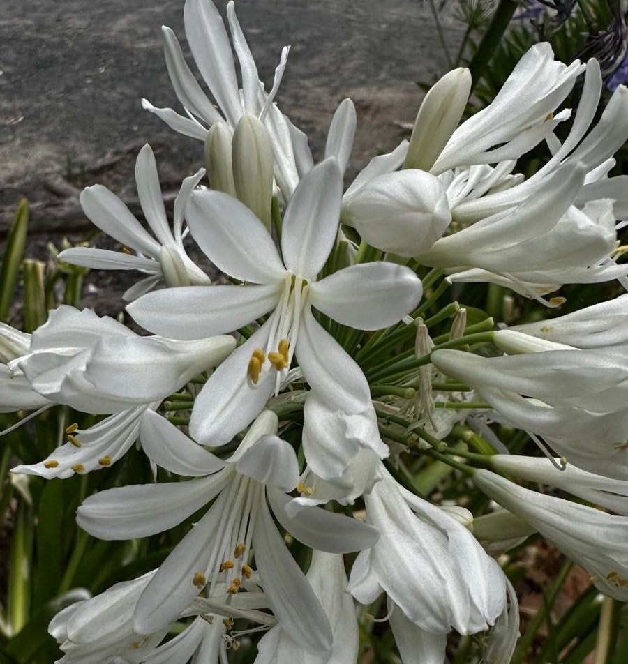 Agapanthus-Orientalis-White-Garden-View-Nursery