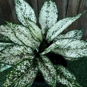 Aglaonema-Species-Chinese-Lucky-Plant-Garden-View-Nursery