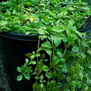 Ajuga-Reptans-Garden-View-Nursery