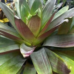 Alcantarea-Extensia-Garden-View-Nursery