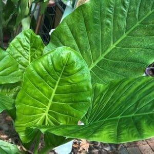 Alocasia Macrorrhizos Garden View Nursery