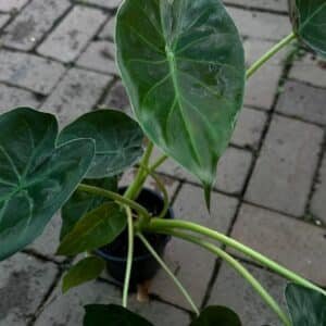 Alocasia-Wentii-Garden-view-Nursery