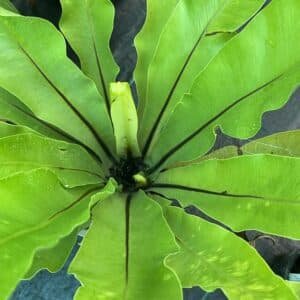 Asplenium-Antiquum-Garden-View-Nursery