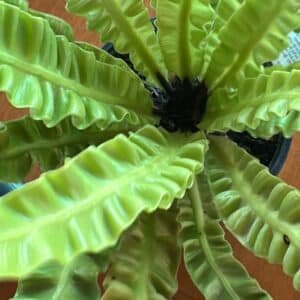 Asplenium-Nidus-Crispy-Wave-Fern-Garden-View-Nursery