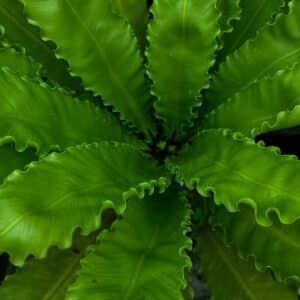 Asplenium Nidus (Osaka) Garden View Nursery