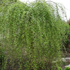 Betula-nigra-Summer-Cascade-Weeping-River-Birch-Garden-View-Nursery