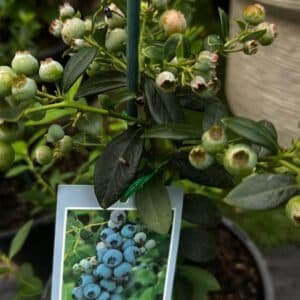 Blue-Berry-Garden-View-Nursery