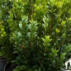 Buxus-Microphylla-Faulkner-Garden-View-Nursery
