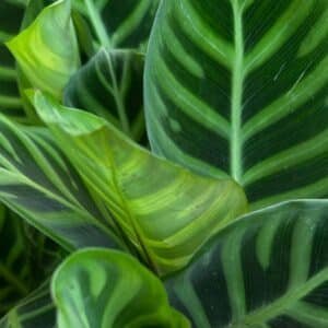 Calathea-Zebrina-Garden-View-Nursery