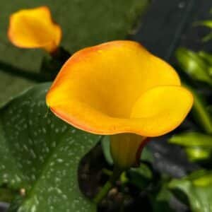 Calla Lily Garden view Nursery