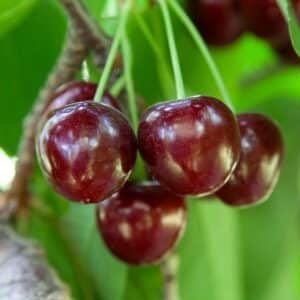 Cherry-Lapins-Garden-View-Nursery