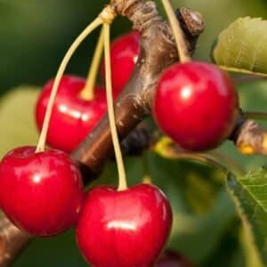 Cherry-Stella-Garden-View-Nursery