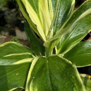 Cordyline-Fruticosa-Tropic-Snow-Graden-View-Nursery