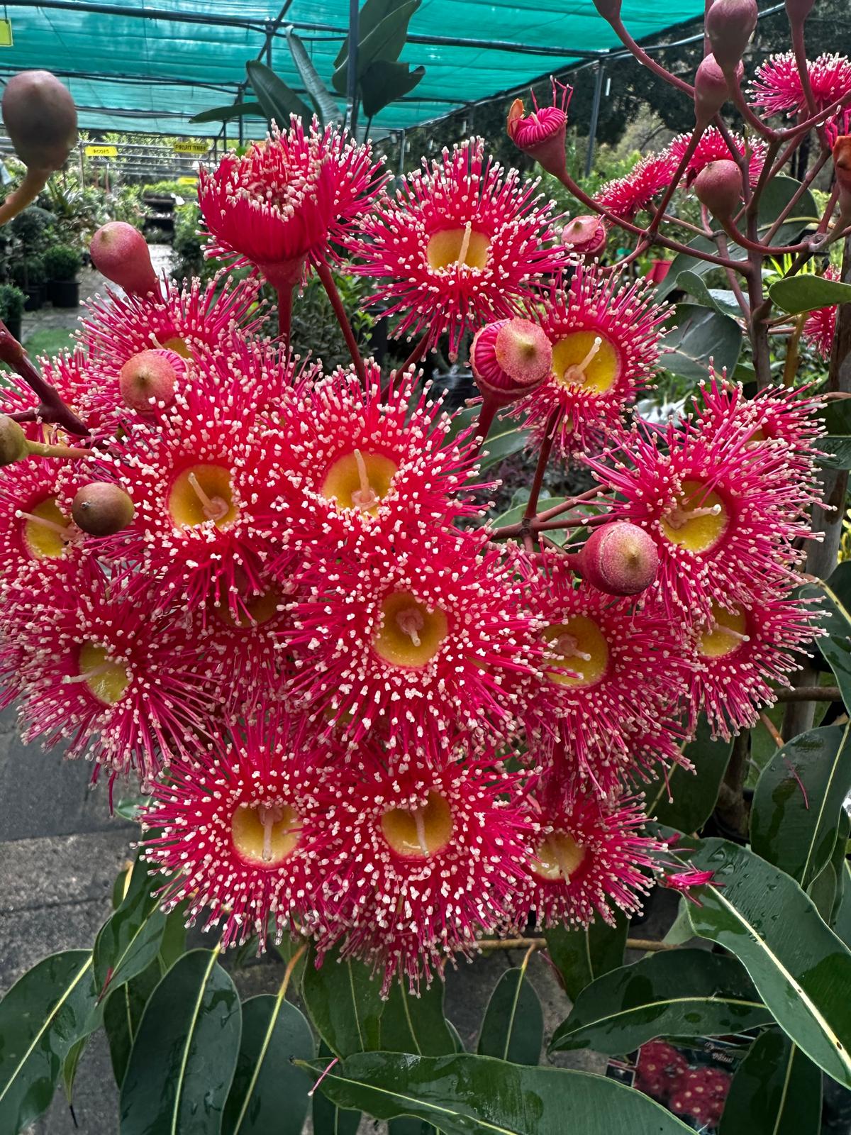 Corymbia-Ficifolia-Red-Flowering-Gum-Garden-View-Nursery
