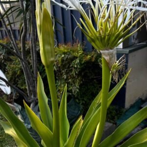 Crinum-Asiaticum-Garden-View-Nursery
