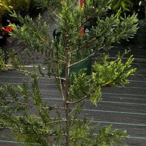 Cupressus-Leighton-Green-Garden-View-Nursery