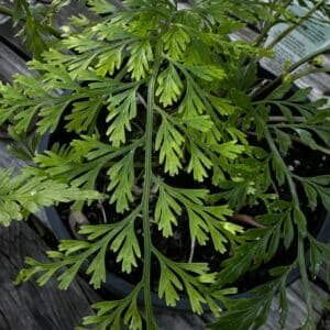 Davallia-Hares-Foot-Garden-View-Nursery